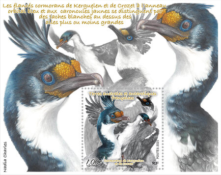 Bloc 1 timbre TAAF - Cormorans de Kerguelen et Crozet