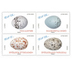 Carnet 12 timbres - Oeufs d'oiseaux - Lettre Verte